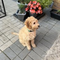 Cavapoo - Both