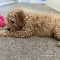 Cavapoo - Both