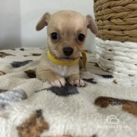 Chihuahua - Both