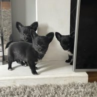 Chihuahua - Both