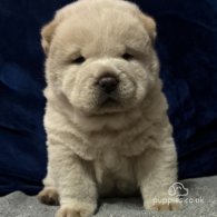 Chow Chow - Both