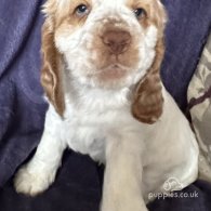 Clumber Spaniel - Both