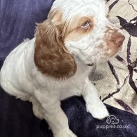 Clumber Spaniel - Both