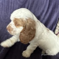 Clumber Spaniel - Both