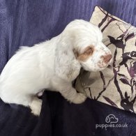 Clumber Spaniel - Both