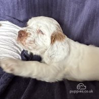 Clumber Spaniel - Both