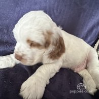 Clumber Spaniel - Both