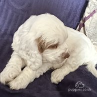 Clumber Spaniel - Both