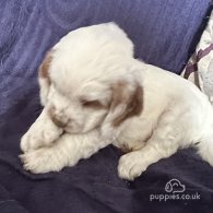 Clumber Spaniel - Both