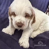 Clumber Spaniel - Both