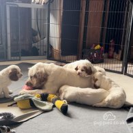 Clumber Spaniel - Both