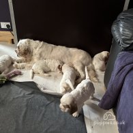 Clumber Spaniel - Both