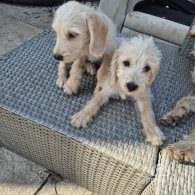 Cockapoo - Both