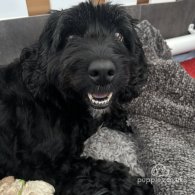 Cockapoo - Both