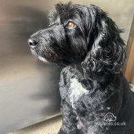 Cockapoo - Both