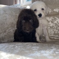 Cockapoo - Both