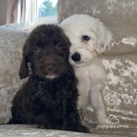 Cockapoo - Both