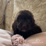 Cockapoo - Both