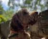 Cockapoo