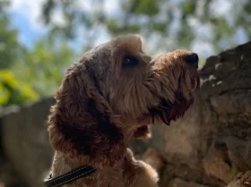 Cockapoo