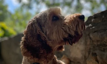 Cockapoo