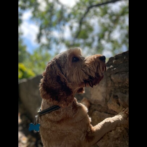 Cockapoo