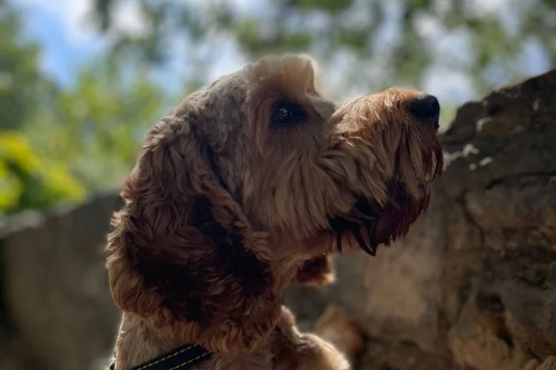 Cockapoo