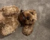 Cockapoo