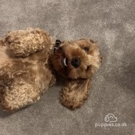 Cockapoo