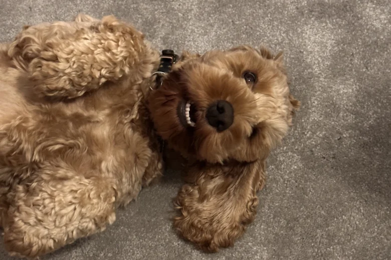 Cockapoo