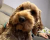 Cockapoo