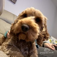 Cockapoo