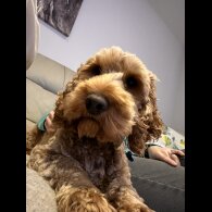 Cockapoo