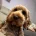 Cockapoo
