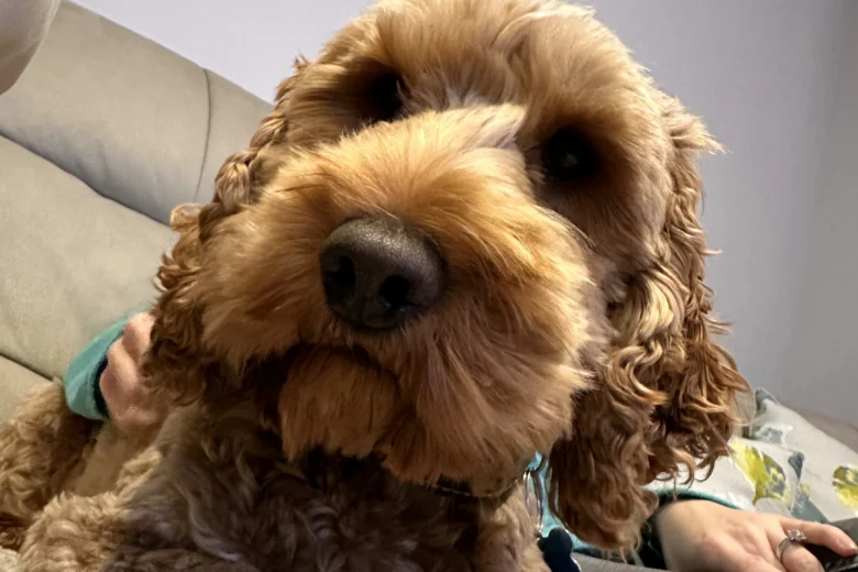 Cockapoo