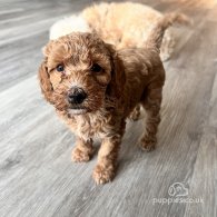 Cockapoo - Both