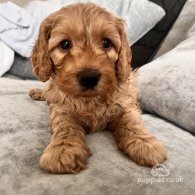 Cockapoo - Both