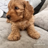 Cockapoo - Both