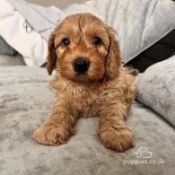 Cockapoo - Both