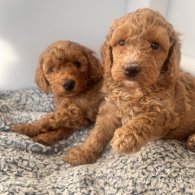 Cockapoo - Both