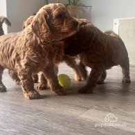 Cockapoo - Both