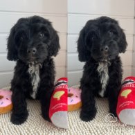 Cockapoo - Both