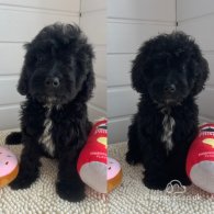 Cockapoo - Both