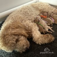 Cockapoo - Both