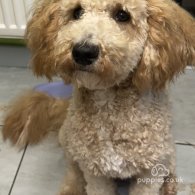 Cockapoo - Both