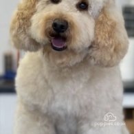 Cockapoo - Both