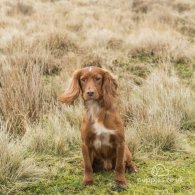 Cocker Spaniel (Working & Show) - Both