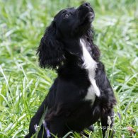 Cocker Spaniel (Working & Show) - Both