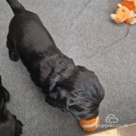 Cocker Spaniel (Working & Show) - Dogs