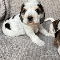 Cocker Spaniel (Working & Show) - Both